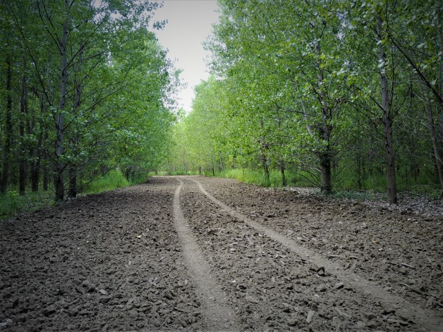 cottonwood road 1